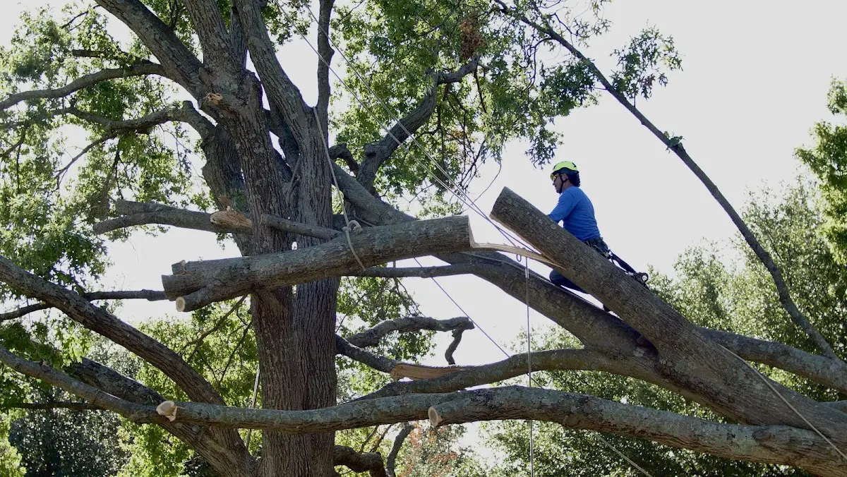 Professional Crown Thinning performed by certified arborists in Grant