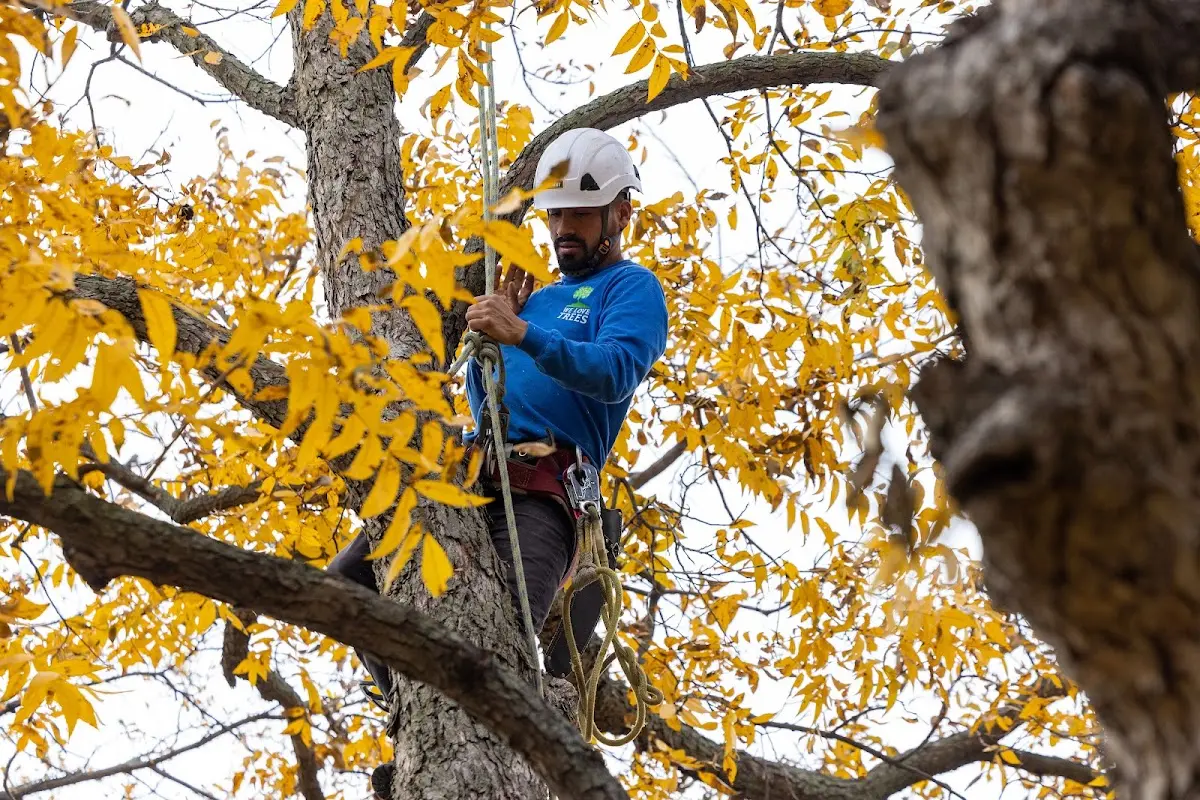 Skilled Tree Transplanting crew working in Grant